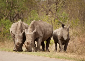 Foto op Plexiglas Rhinoceros graze by the side of the road in Kruger National Park, South Africa © David