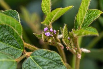 Fototapeta premium Soy flowers in sunny field. Green growing soybeans