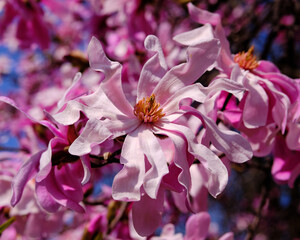 Bloom from a Leonard Messel Magnolia in spring pink colour