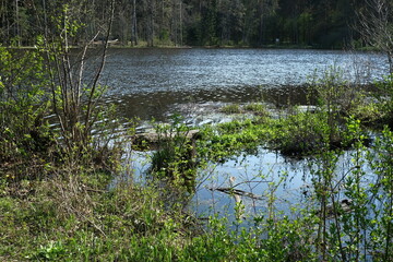 lake in the forest