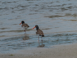 Eurasian oystercatcher