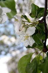 White apple flowers in May