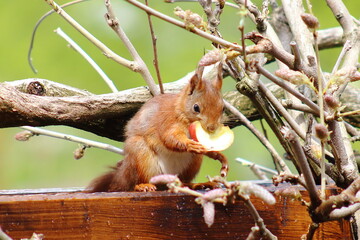 Eichhörnchen isst einen Apfel