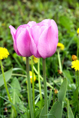 Obraz premium Pink tulips in the Moscow garden