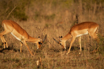 Naklejka na ściany i meble Two male Impalas jousting at sunrise. Kruger national Park, South Africa.