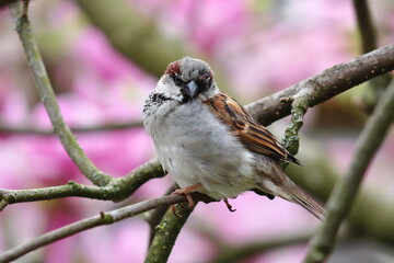Spatz in Magnolie Makro