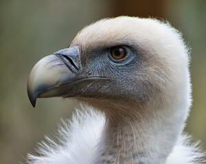 Gänsegeier (Wildpark Edersee Hessen)