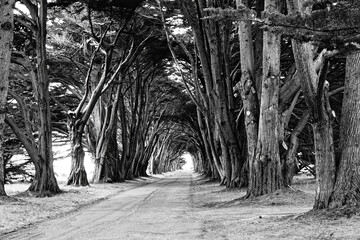 Idyllic road through cypress tree alley 