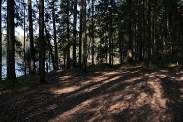 footpath in the woods
