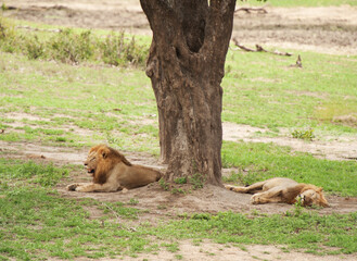Two male lions rest under a trail.  Kruger National Park, South Africa.