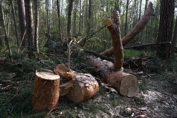 Foto op Plexiglas firewood, fallen trees in the forest © Евгения Шолохова