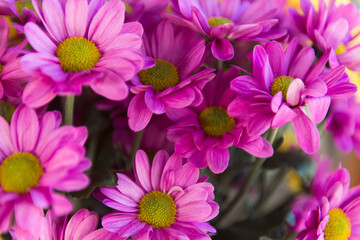 purple flowers chrysanthemum close up