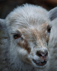 Fototapeta premium Mufflon Lamm (Wildpark Edersee Hessen)