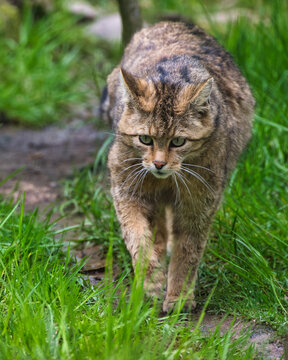 Wildkatze (Wildpark Edersee Hessen)