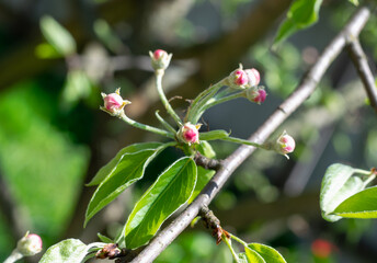  Apple tree flower buds. Selective focus. Spring time, wallpaper. Horizontal photo 