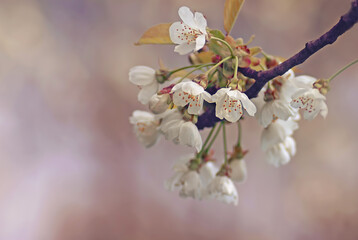 Wiosenne kwiaty wiśni © Iwona