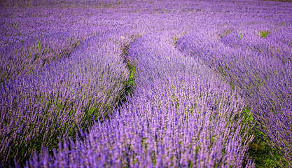 Obraz na płótnie Canvas Nice lavender field in Hungary
