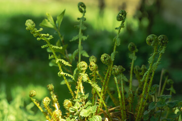A young fern bush in the garden, field, forest, spreading its leaves. Selective focus. Spring time, wallpaper. Horizontal photo 
