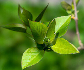 Lush bright green foliage of the tree. Young leaves of a lilac bush. Selective focus. Spring time, wallpaper. Horizontal photo 
