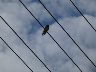 Obraz premium Barn swallow (Hirundo rustica) perched on a wire, Poland
