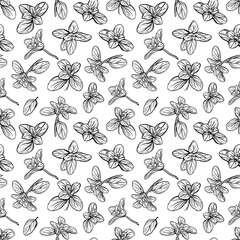  Basil Seamless Pattern. Italian herbs.A sprig of marjoram. Basil is a fragrant and fragrant seasoning. Hand-drawn illustration