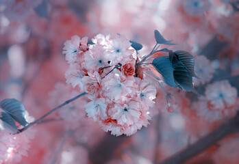 Kwitnąca wiśnia Kanzan - gałązka - obrazy, fototapety, plakaty