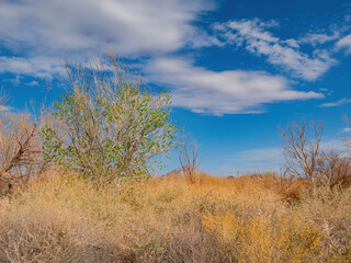Sunny landscape of the wetlands park