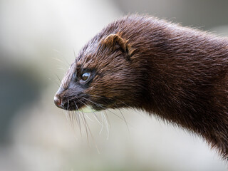 American mink. Close up of head