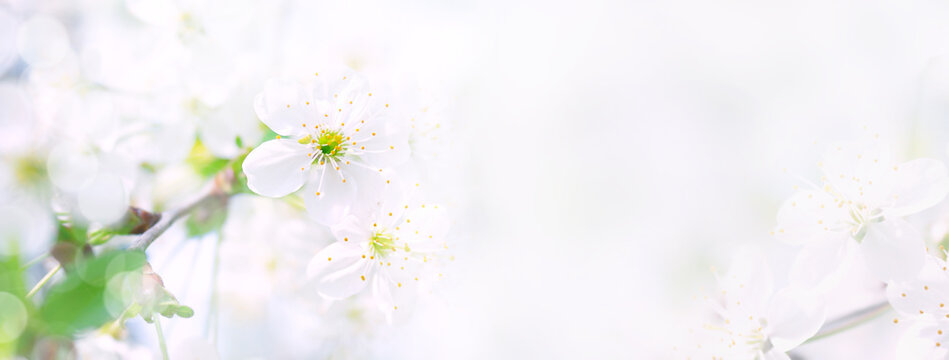 Amazing white cherry blossoms. Copy space. Banner. © Antibydni