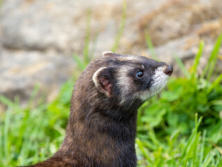 Polecat Head Close-up