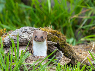 Weasel (mustela nivalis )