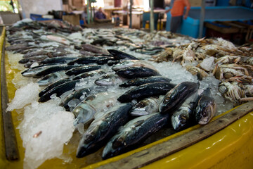 Fresh frozen sea fish on the fish  market