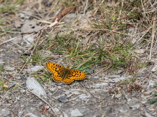 Female Pearl-boarded Fritilar