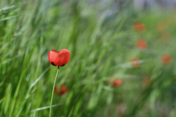 Naklejka premium Red poppy flower in field on a blurred green background. Focus on the petal