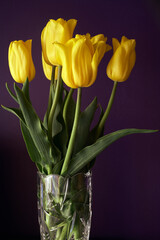 Yellow tulips in glass transparent vase on dark purple background.