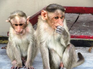 Zoo in Mysore im Süden Indiens