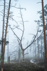 Swamp covered in thick fog in a misty morning light. Dead trees creating spooky atmosphere.

