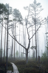 Swamp covered in thick fog in a misty morning light. Dead trees creating spooky atmosphere.
