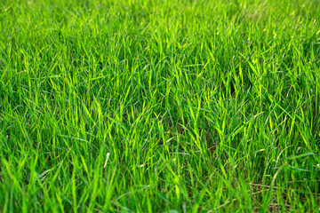 Juicy green grass close-up in the sun. Selective focus.