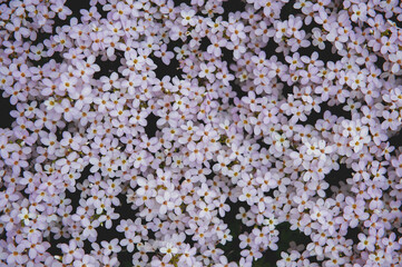 Beautiful small summer flowers on blurred natural background