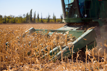 Harvesting corn field in autumn.Harvest working on corn field.