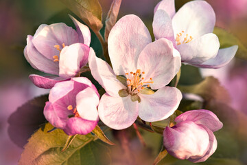 Fototapeta na wymiar Nature. Blooming apple tree branch. Bright colorful spring flowers. Garden at sunset