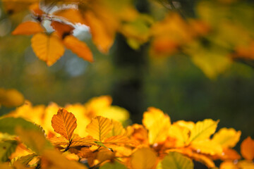 Feuilles lumineuses colorées d'automne se balançant dans un arbre dans le parc d'automne. Fond coloré d'automne, toile de fond d'automne