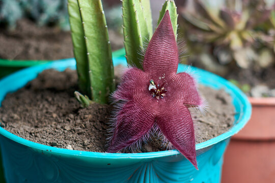 A view of stapelia purple starfish flower and succulent plant on flowerpot with fly and fly eggs on it. Horizontal close up.