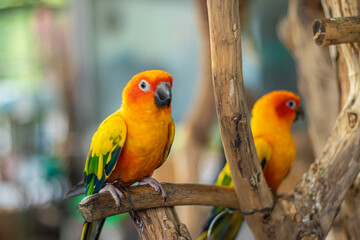 red and yellow macaw
