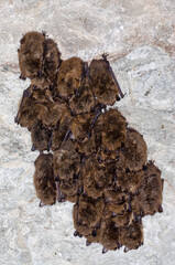 Hibernating Brandt's bat (Myotis brandtii)