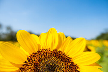 Naklejka premium sunflower on blue sky