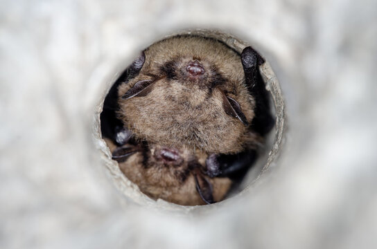 Hibernating Brandt's bat (Myotis brandtii)