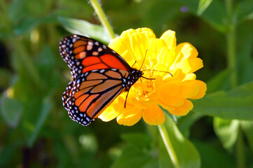 A Monarch Butterfly lands on a sweet yellow flower to feed on the nectar