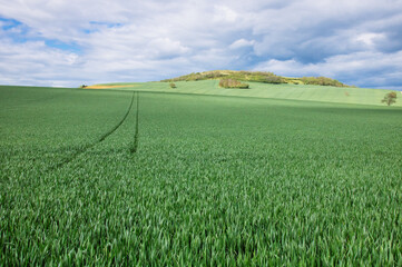 colline avec un champ de blé en culture intensive avec herbicides, pesticides et glyphosate